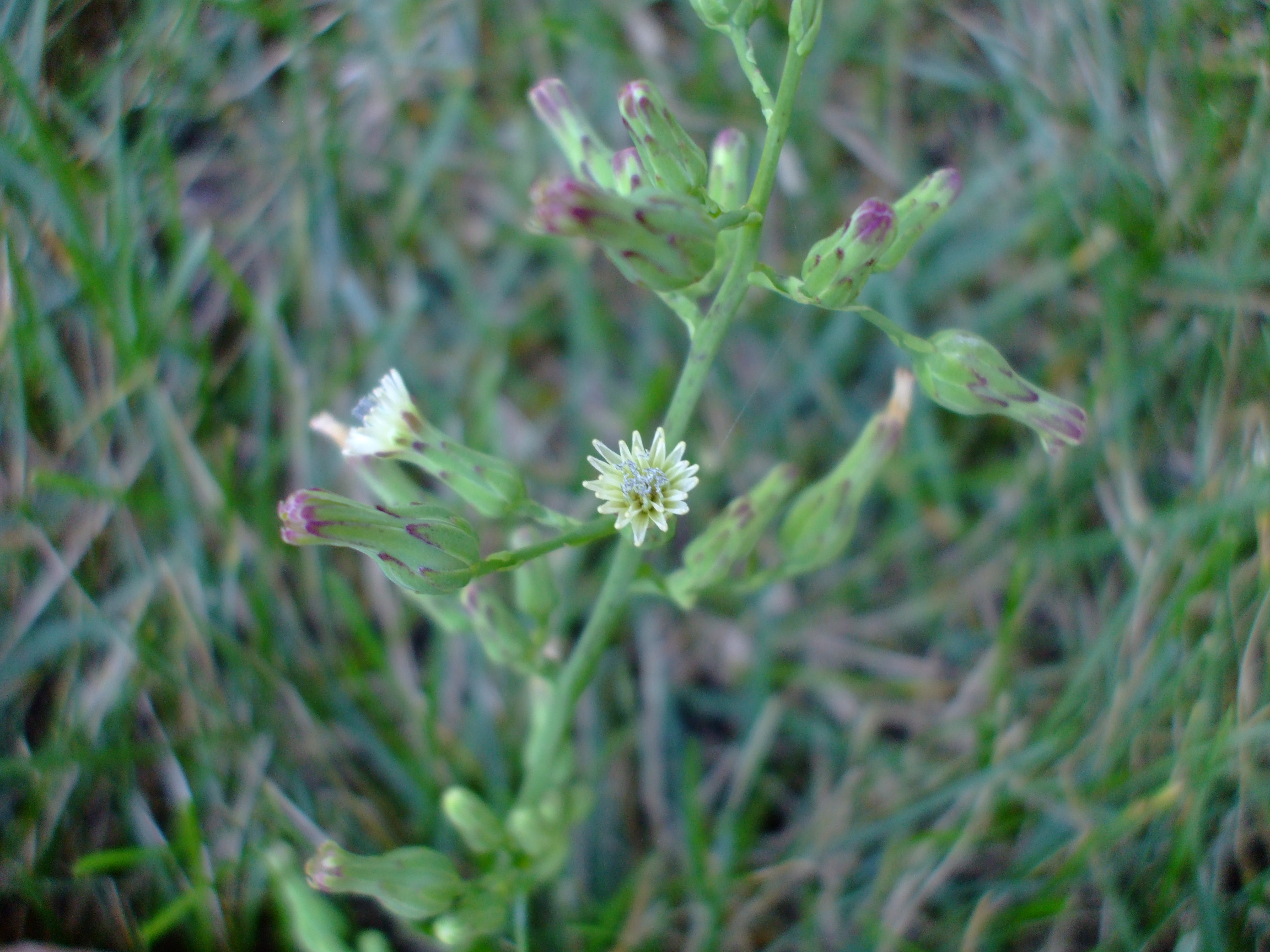 Lactuca biennis